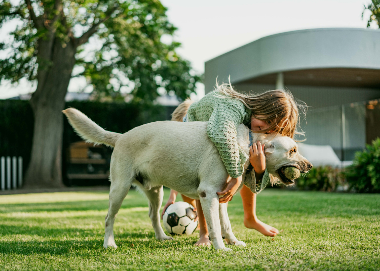 A child playing with a labrador and a soccer ball on a back lawn