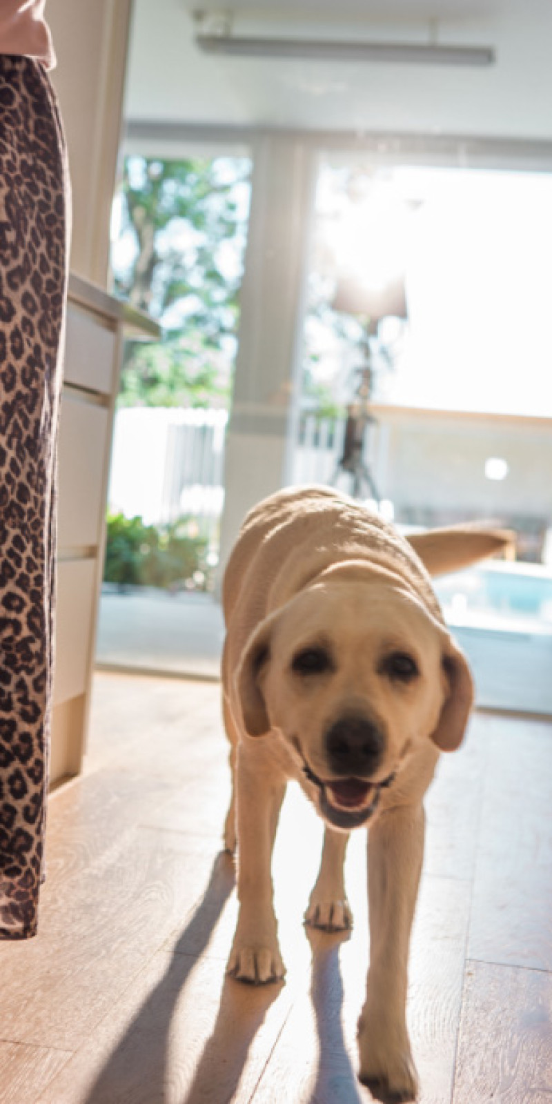 A labrador walking down a hallway towards the camera, with a pool visible outside