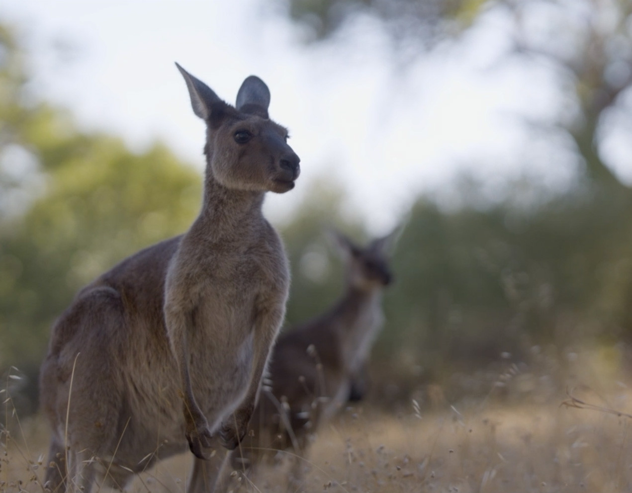 Two kangaroos standing in dry grass and scrub