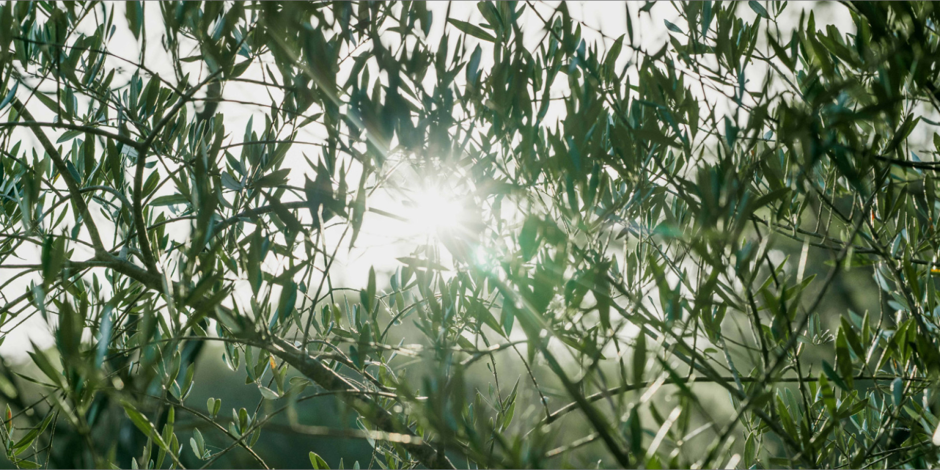 Sunlight through the branches of an olive tree